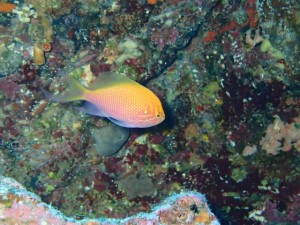 沖縄　ダイビング　渡名喜島　調査