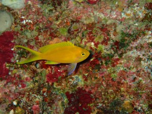 沖縄　ダイビング　渡名喜島　調査