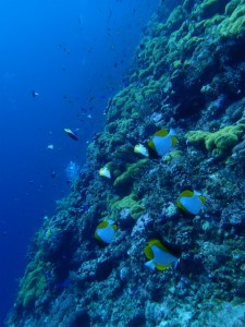 沖縄　ダイビング　渡名喜島　調査