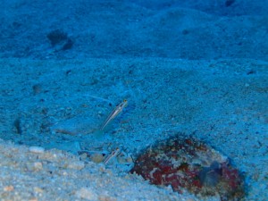 沖縄　ダイビング　AOW　講習