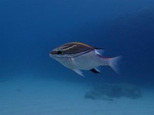 沖縄　ダイビング　AOW講習