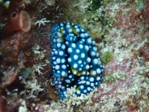 沖縄　ダイビング　AOW講習