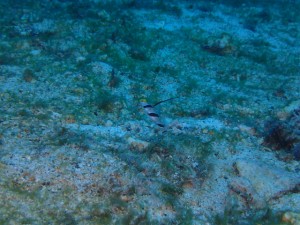 沖縄　ダイビング　石切