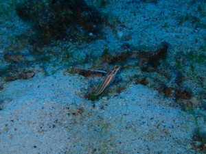 沖縄　ダイビング　石切