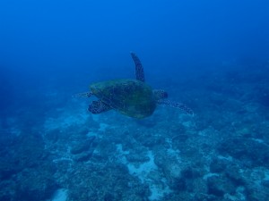 沖縄　ダイビング　石切