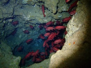 沖縄　ダイビング　体験　青の洞窟　真栄田岬