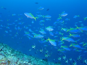 沖縄　ダイビング　ウメイロモドキ