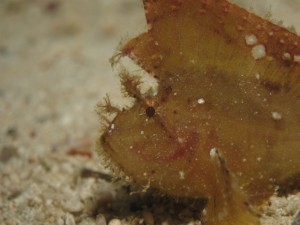 沖縄　ダイビング　本島近海　FUN　体験