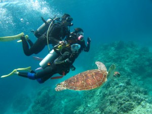 沖縄　体験ダイビング　ウミガメと泳ごう