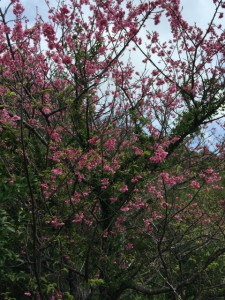 沖縄　ダイビング