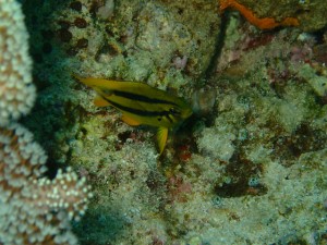 沖縄　ダイビング　ヒレナガスズメダイ