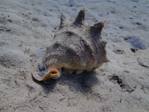 沖縄　ダイビング　レッドビーチ　FUNダイビング