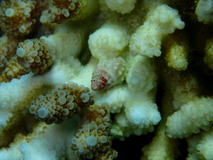 沖縄　ダイビング　慶良間　保全