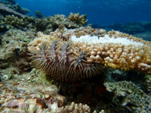 沖縄　ダイビング　慶良間　保全