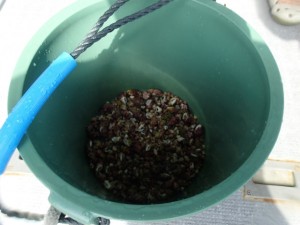 沖縄　ダイビング　慶良間　保全