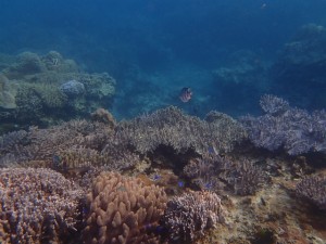 沖縄　スノーケリング　ゴリラチョップ