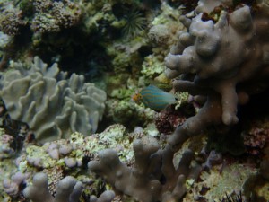 沖縄　スノーケリング