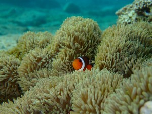 沖縄　スノーケリング　ゴリラチョップ