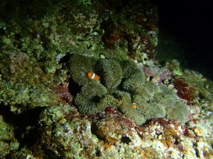 沖縄　ダイビング　ナイトダイビング　ＡＯＷ