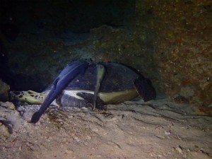 沖縄　ダイビング　ナイトダイビング　ＡＯＷ