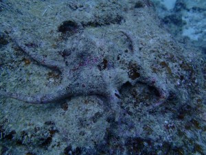 沖縄　ダイビング　スイジガイ