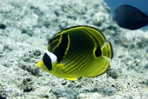 沖縄　ダイビング　チョウハン