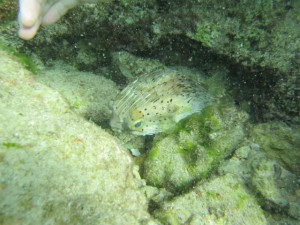 沖縄　ダイビング　砂辺　体験ダイビング