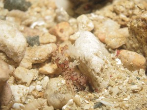 沖縄　ダイビング　キンチャクガニ