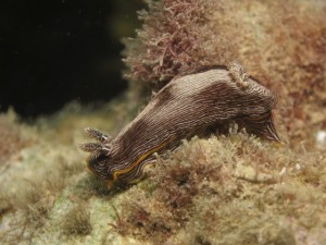 沖縄　ダイビング