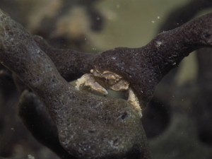 沖縄　ダイビング　カイカムリの仲間