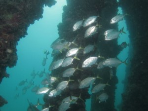 沖縄　ダイビング