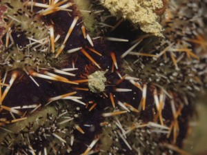 沖縄　ダイビング　シラヒゲウニ