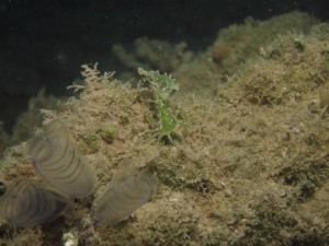 沖縄　ダイビング