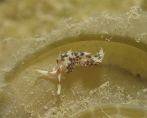 沖縄　ダイビング