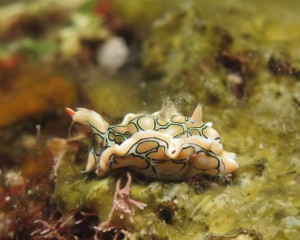 沖縄　ダイビング　トウモンウミコチョウ