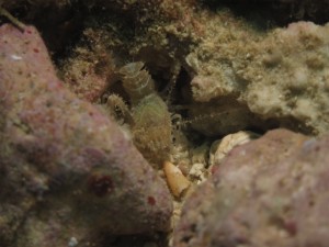 沖縄　ダイビング　サンゴヒメエビ
