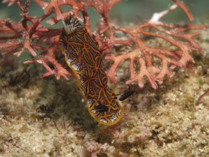 沖縄　ダイビング　ウミウシ