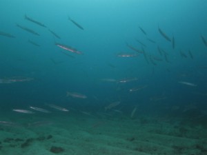 沖縄　ダイビング　タイワンカマス