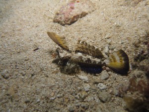 沖縄　ダイビング　イッポンテグリ