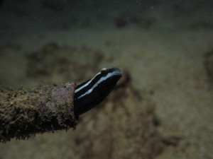 沖縄　ダイビング