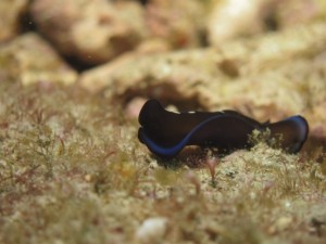 沖縄　ダイビング　ウミウシ