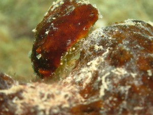 沖縄　ダイビング