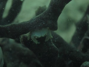 沖縄　ダイビング　