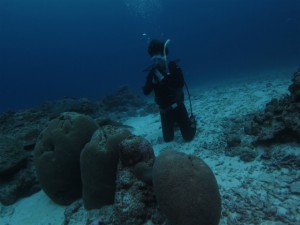 沖縄　ダイビング　慶良間