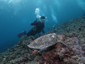 沖縄　ダイビング　ウミガメ