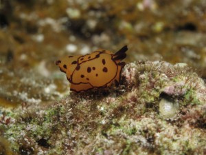 沖縄　ダイビング　チギレフシエラガイ