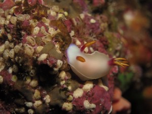 沖縄　ダイビング　ゾウゲイロウミウシ