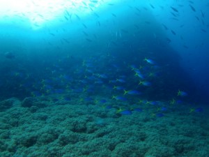 沖縄　ダイビング　ウメイロモドキ