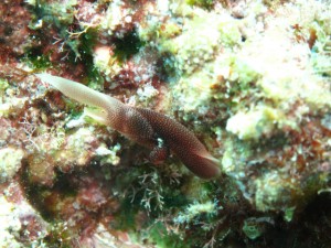 沖縄　ダイビング