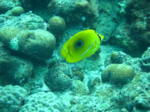 沖縄　ダイビング　ウミヅキチョウチョウウオ